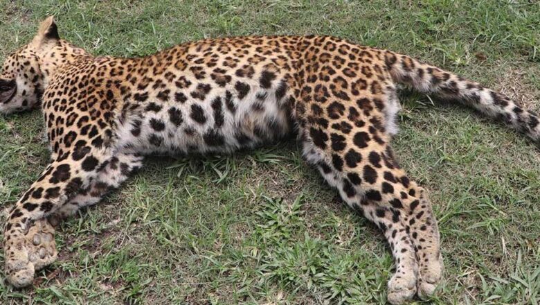 चितुवासँग भिडन्त हुँदा एक व्यक्ति घाइते, चितुवाको मृत्यु