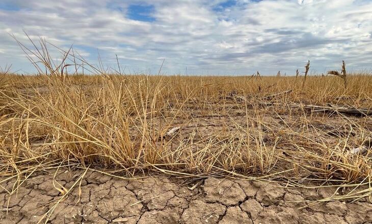 हिउँदे वर्षा नहुँदा बाली उत्पादनमा असर, सरकारले सिफारिस गरेका बाली नै जाेखिममा