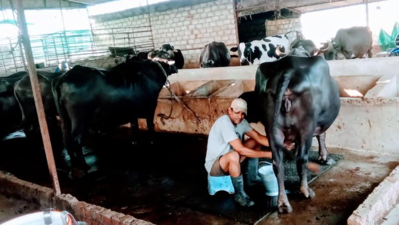 कृषि व्यवसायबाट मासिक ३ लाख आम्दानी गर्छन् रुपन्देहीको सैनामैनाका ओमप्रकाश दम्पति