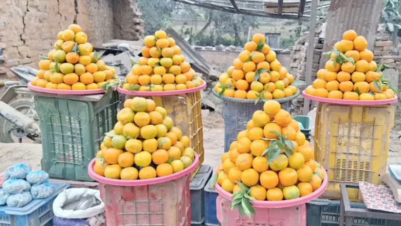 पाल्पामा सुन्तला महोत्सव हुने