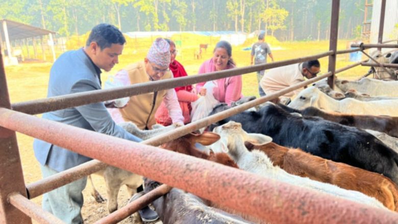 द एस आर होटलको ७ औं स्थापना दिवस गौशालाका  ३०० गाई हरुलाई  दाना खुवाई मनाईयो
