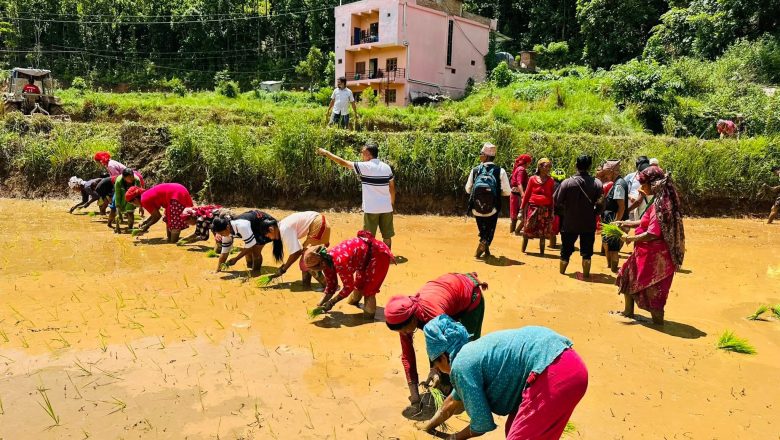 देशभर करिब ७२ प्रतिशत धान रोपाइँ सम्पन्न