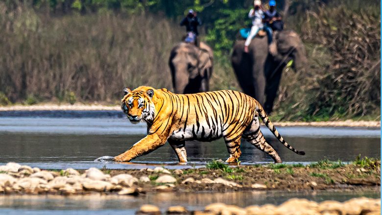 विश्व बाघ दिवस : घाँसेमैदान, पानीको स्रोत र आहारा वृद्धिमा विज्ञको जोड