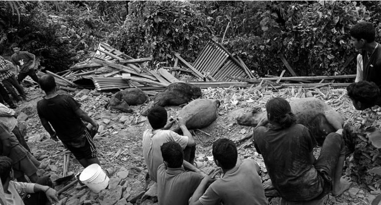 गुल्मीमा अविरल वर्षा, मुसिकोटमा गोठ भत्किँदा पशुचौपाया मरे, परिवार विस्थापित