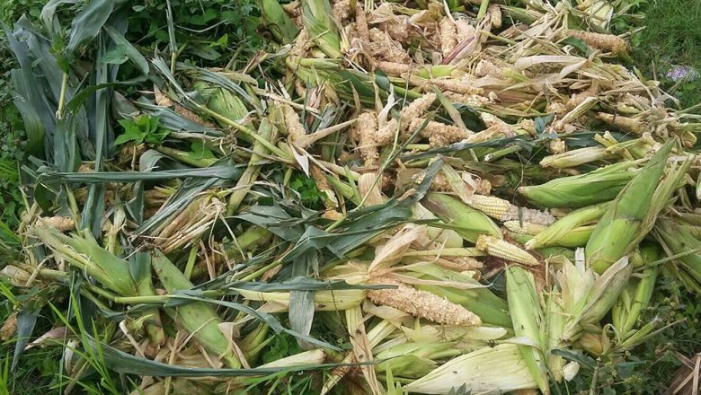 रेसुङ्गा ६ का किसानको पसिना बाँदर र बदेललाई ,स्थानिय सरकार मौन !