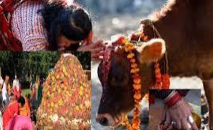 आज गाईंगोरु र गोबर्द्धन पूजा