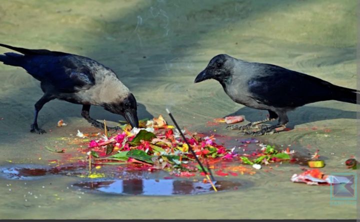 यमपञ्चक सुरु, आज काग तिहार मनाइँदै