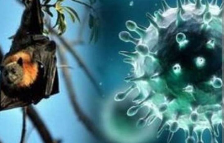 नेपालमा निपाह भाइरसको जोखिम कम भए पनि सतर्क रहन स्वास्थ्य मन्त्रालयको आग्रह