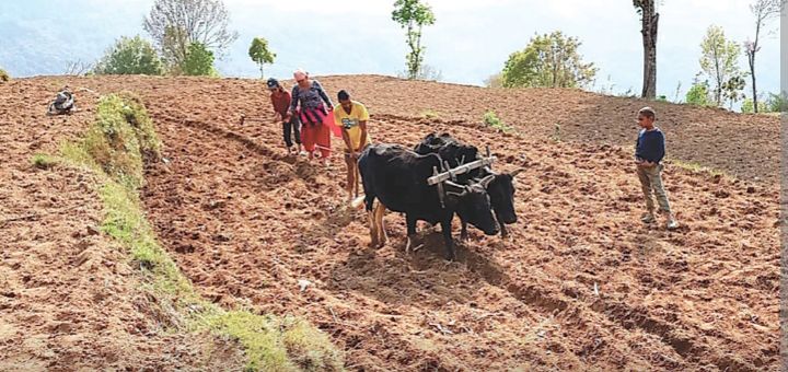 कम वर्षा, मल अभाव र इन्धन महँगीले कृषि क्षेत्र संकटमा पर्न सक्ने संकेत